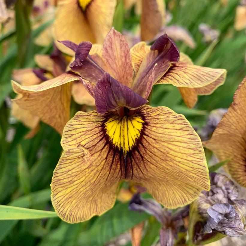 Yari Pseudata Iris
