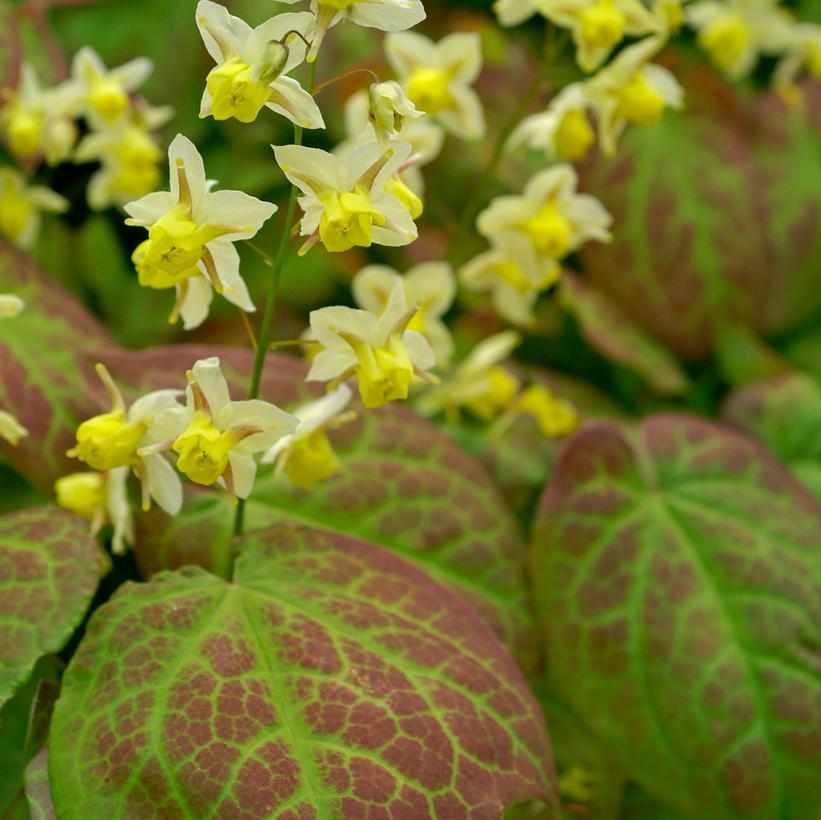 Yellow Barrenwort