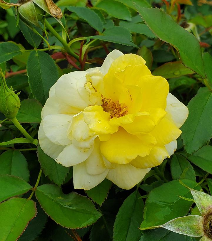 Yellow Brick Road Easy Elegance® Rose