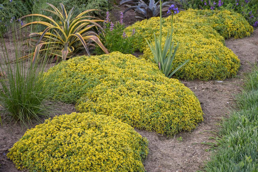 Yellow Brick Road'Stonecrop