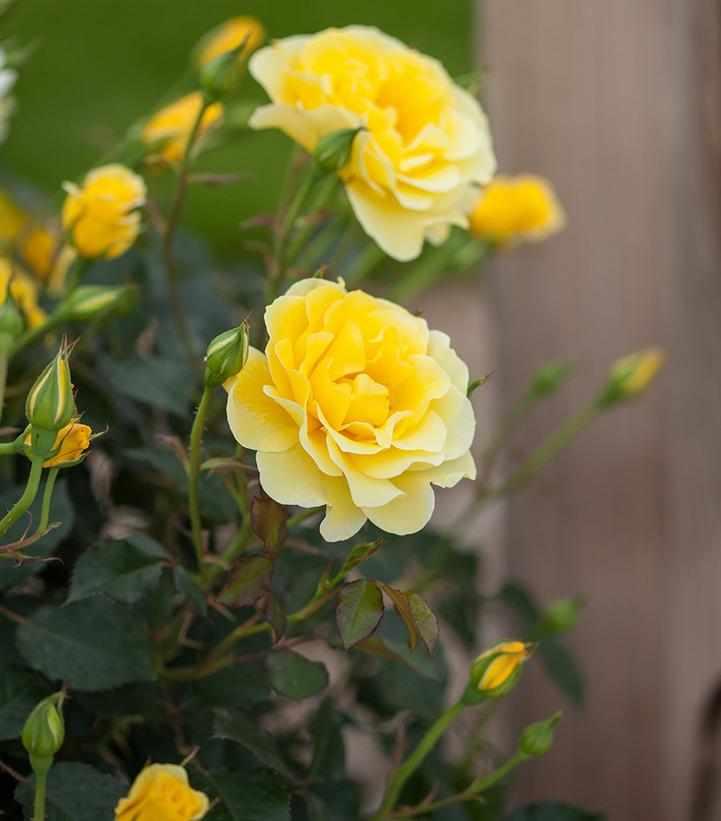 Yellow Submarine Easy Elegance® Rose