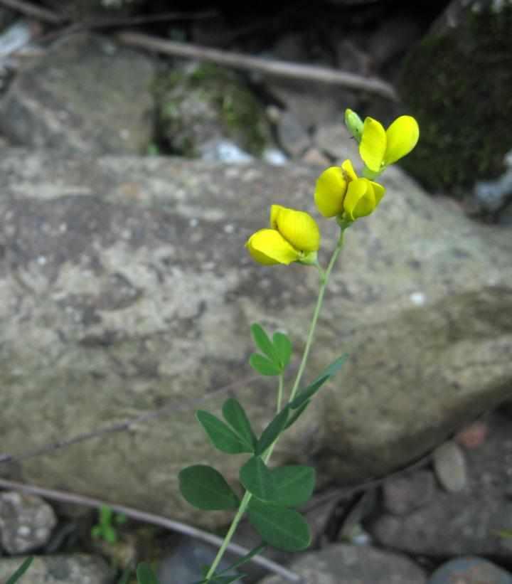 Yellow Wild Indigo