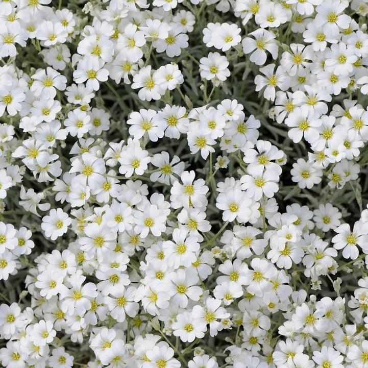 Yo Yo Snow in Summer