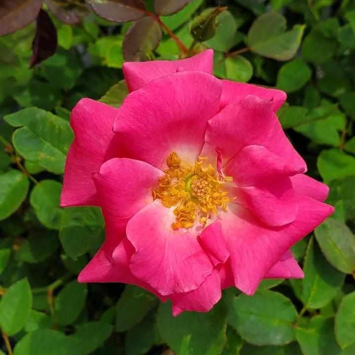 Zephirine Drouhin Climbing Rose