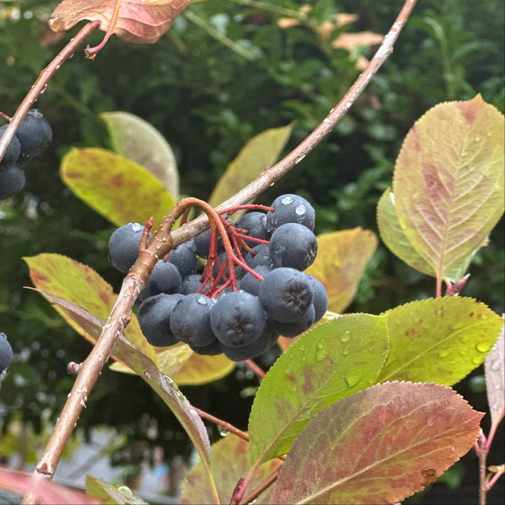 Viking Black Chokeberry