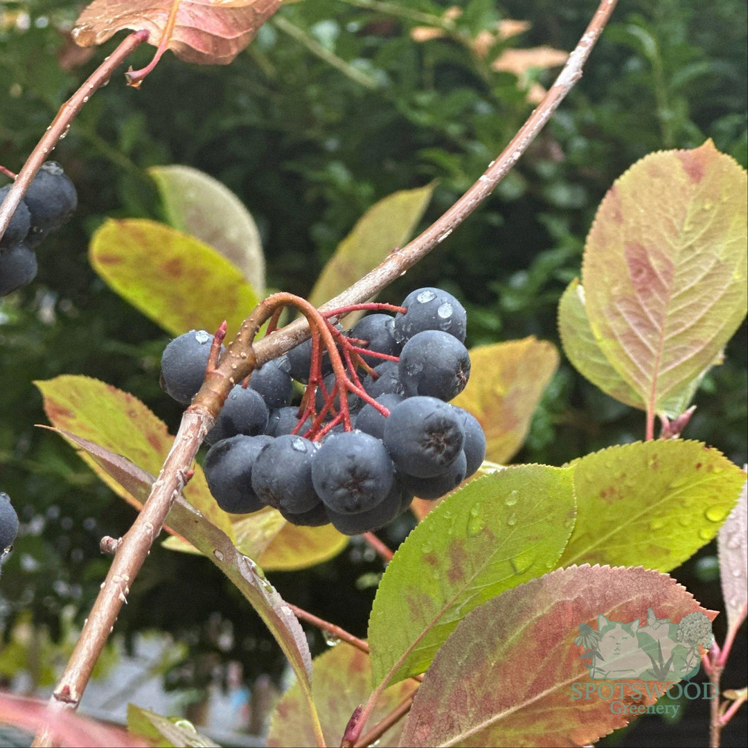 aronia-melanocarpa-viking-chokeberry