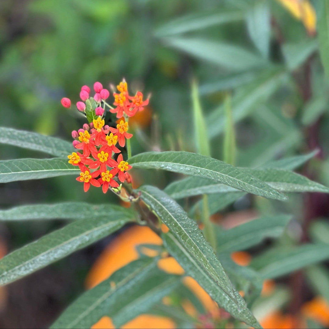 Gay Butterflies Butterfly Weed