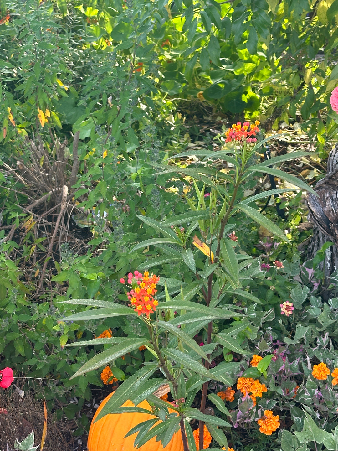 Gay Butterflies Butterfly Weed