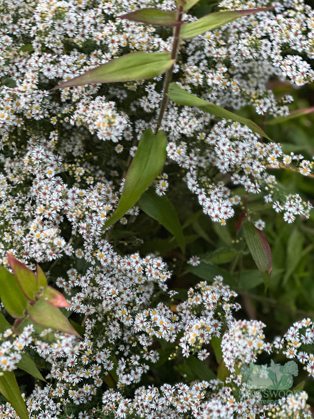 aster-ericoides-snow-flurry
