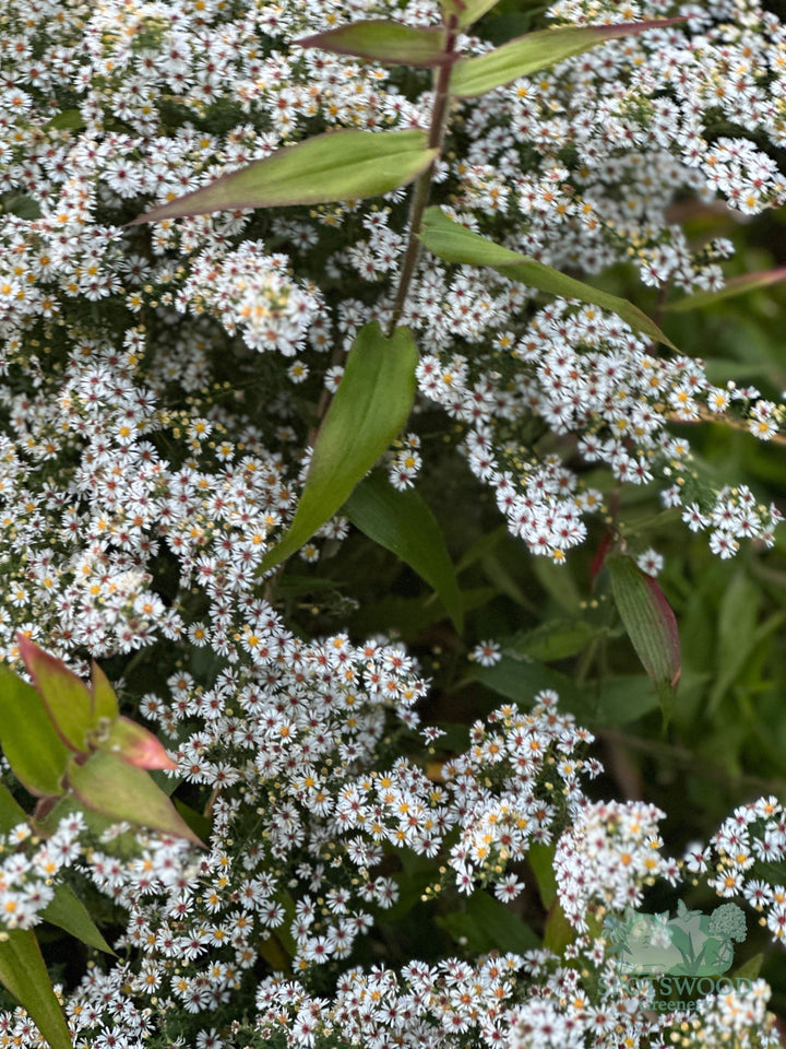 aster-ericoides-snow-flurry