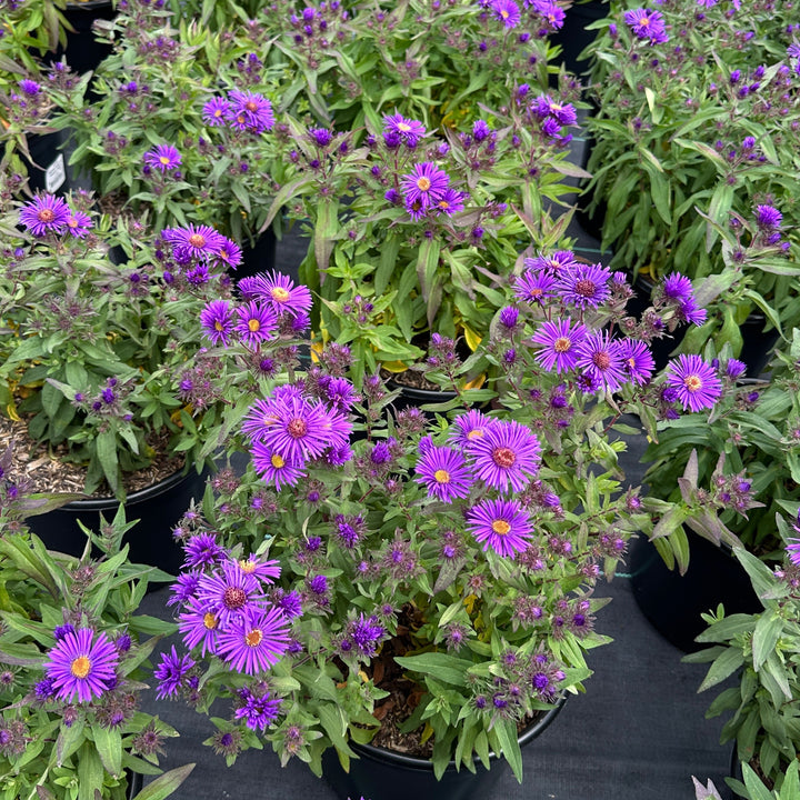 Grape Crush New England Aster