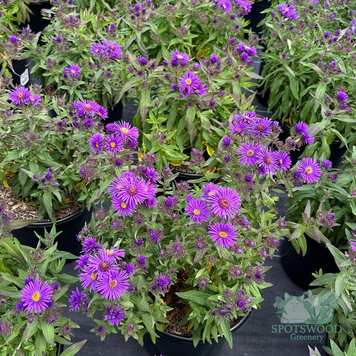 aster-novae-angliae-grape-crush