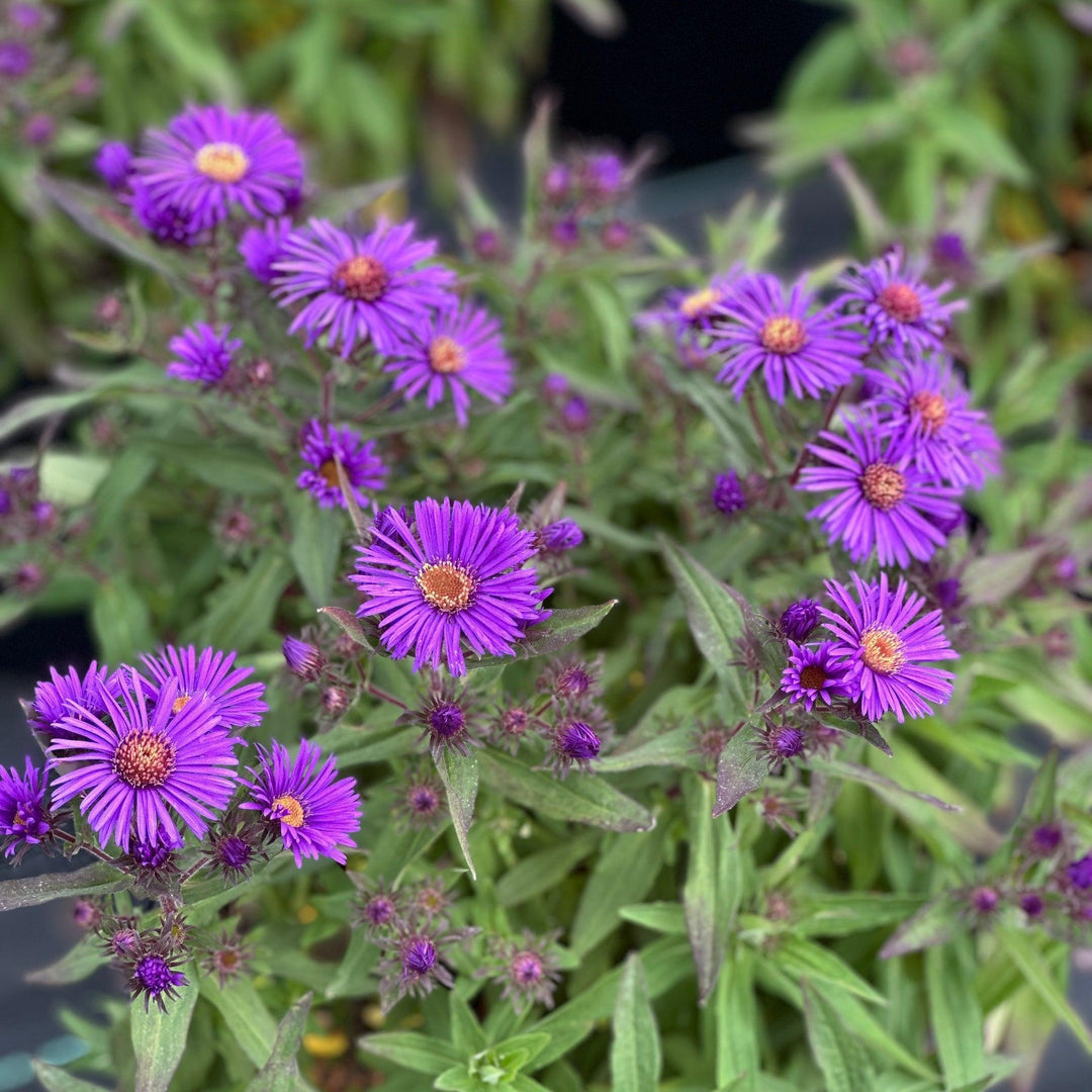 Grape Crush New England Aster