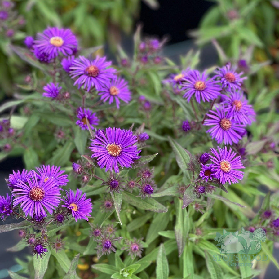 aster-novae-angliae-grape-crush