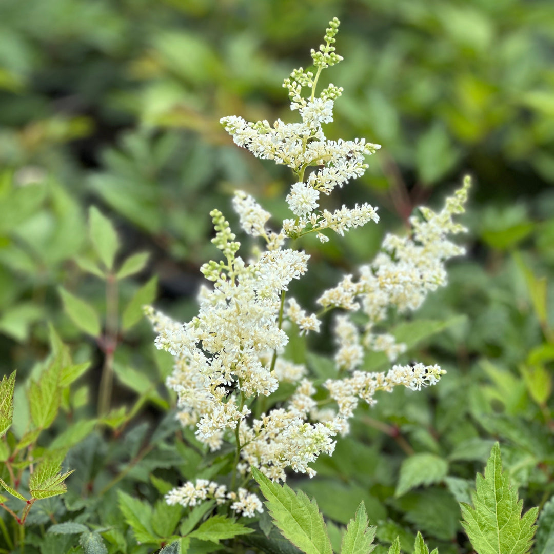 Deutschland Astilbe
