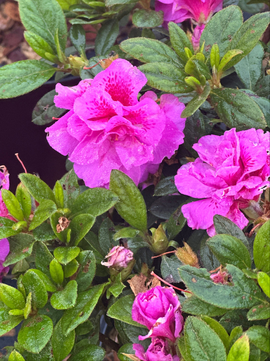 Autumn Majesty® Reblooming Azalea