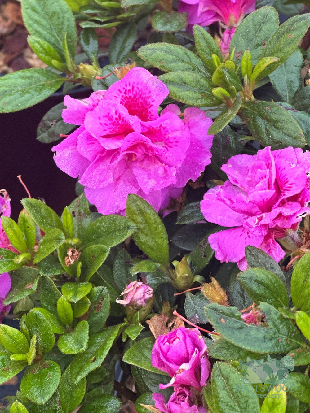 azalea-encore-autumn-majesty