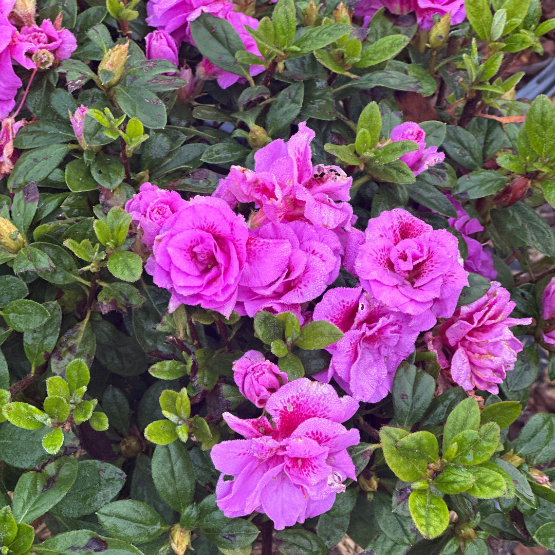 Autumn Majesty® Reblooming Azalea