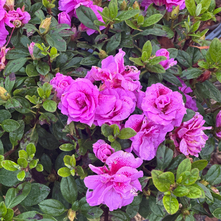 Autumn Majesty® Reblooming Azalea