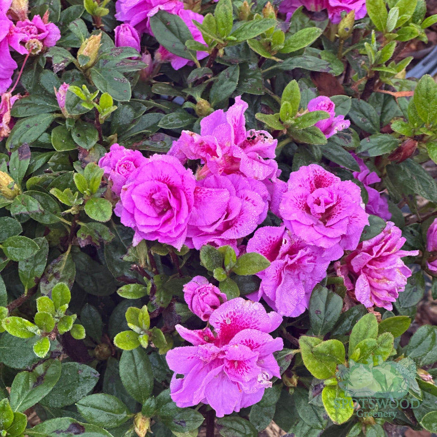 azalea-encore-autumn-majesty