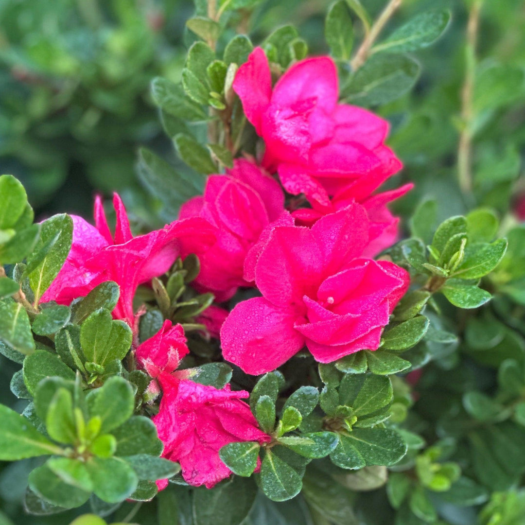 Encore® Autumn Bonfire® Reblooming Azalea