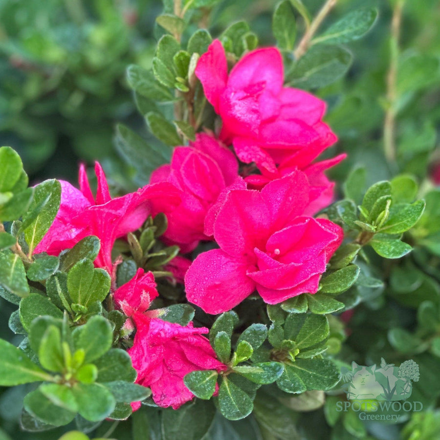 azalea-encore-autumn-bonfire