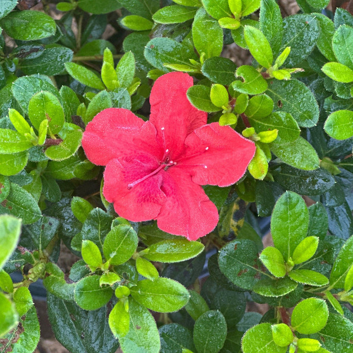 Autumn Bravo® Reblooming Azalea