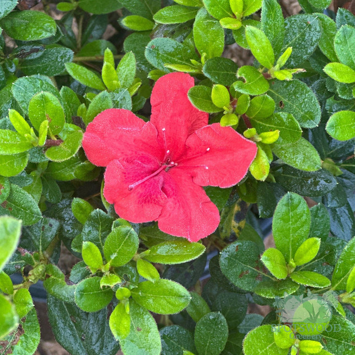azalea-encore-autumn-bravo