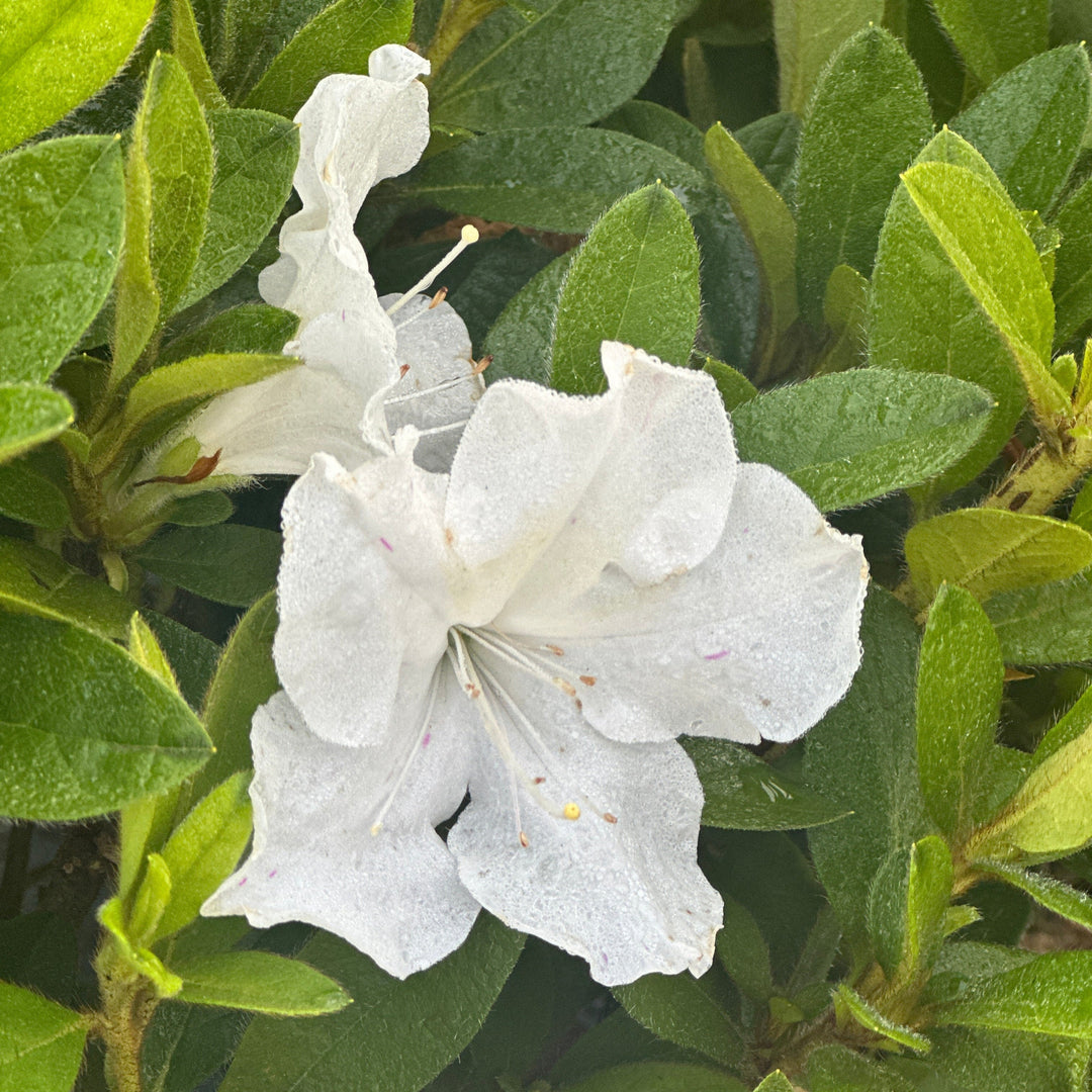 Encore® Autumn Lily® Reblooming Azalea