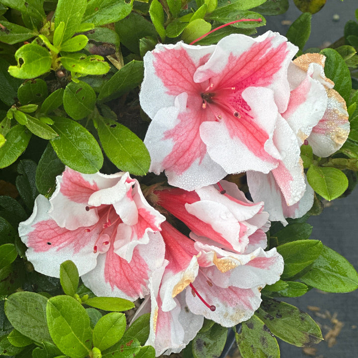 Autumn Starburst® Azalea