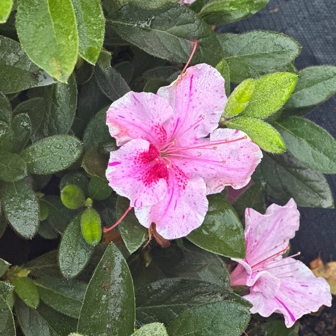 Autumn Twist® Reblooming Azalea