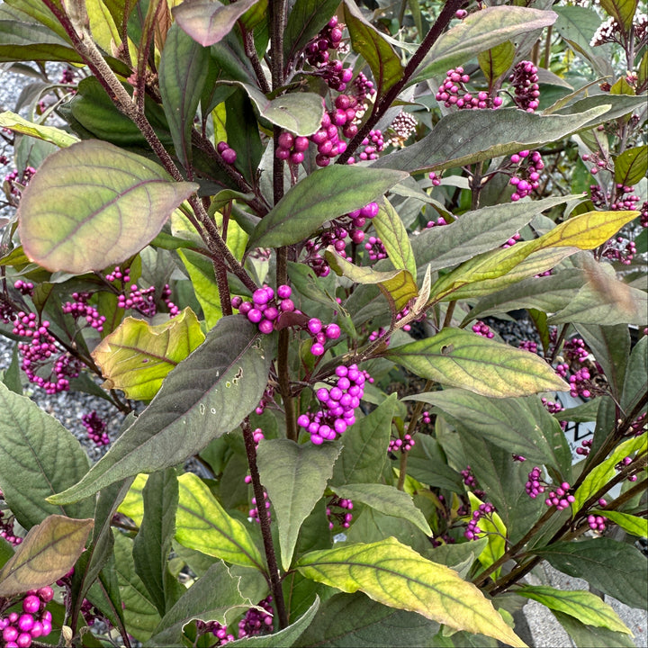 Pearl Glam® Beautyberry
