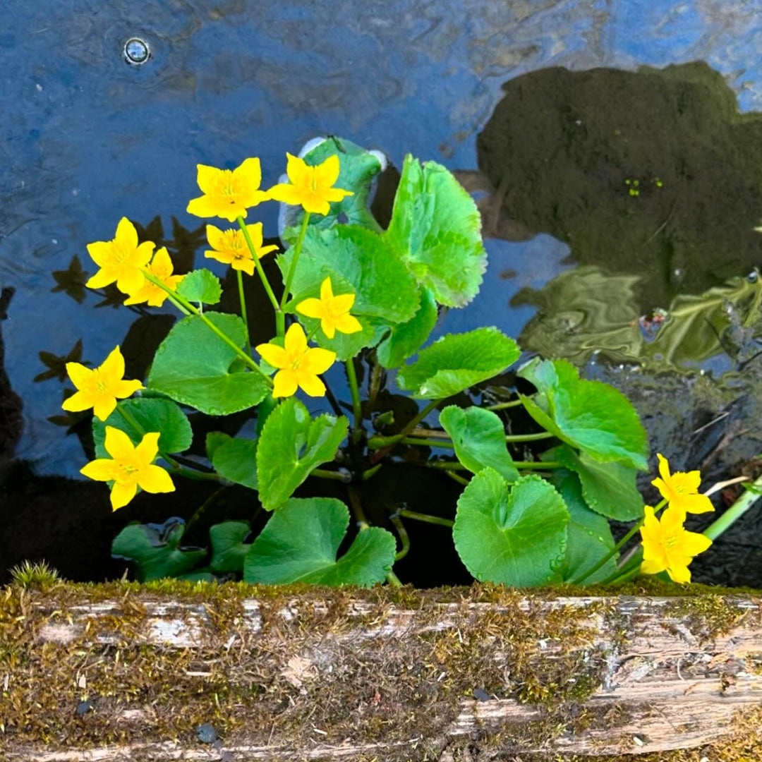 Marsh Marigold