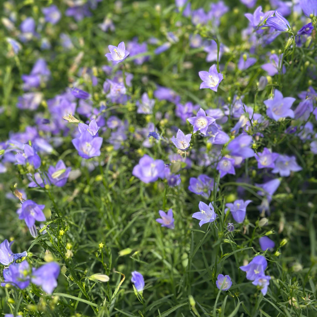Bluebell Bellflower