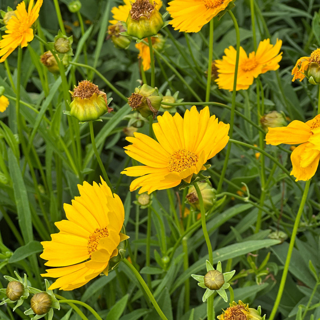 Lance-leaved Loosestrife