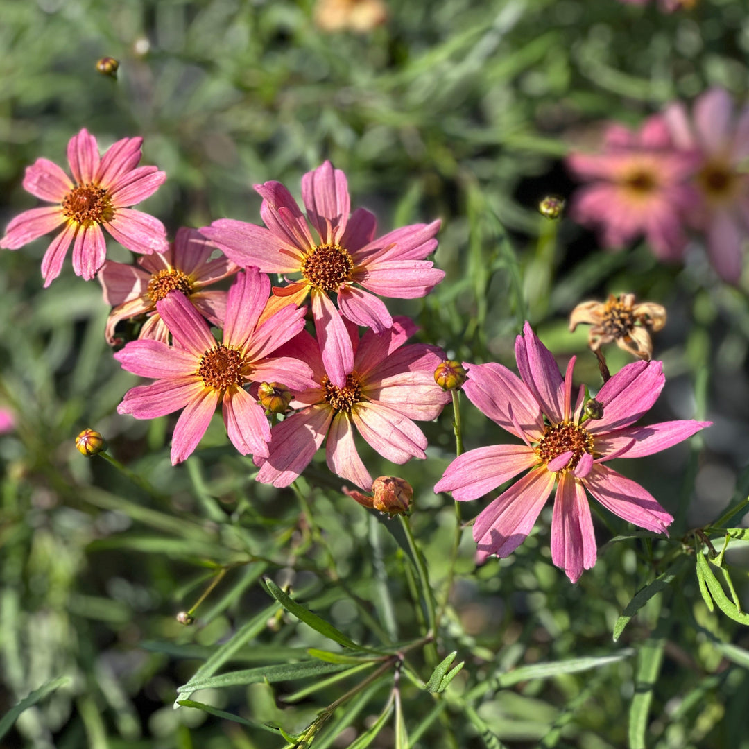 Shades of Rose Threadleaf Tickseed