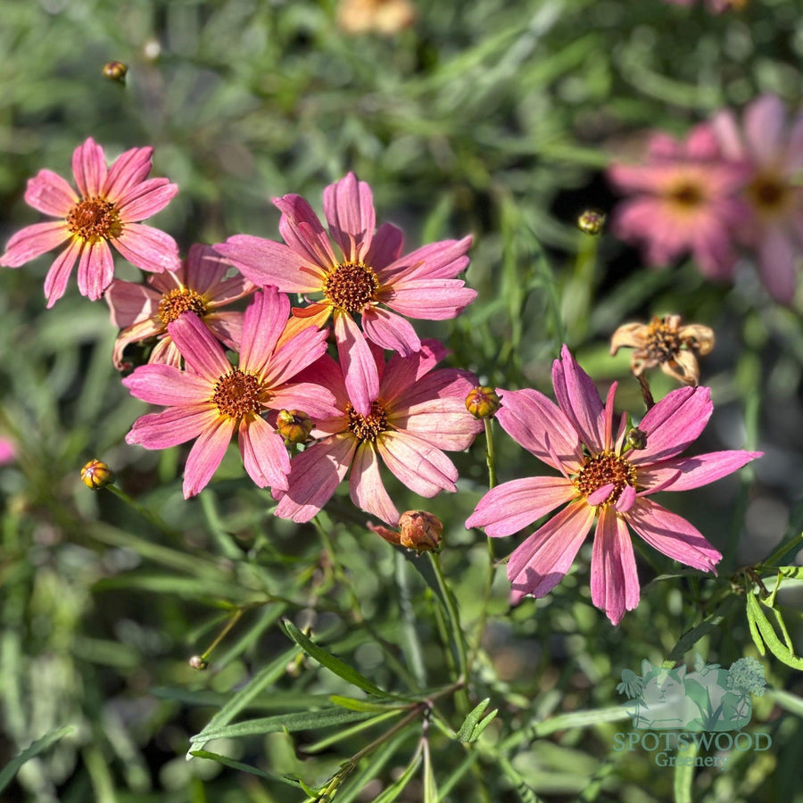 coreopsis-permathread-shades-of-rose