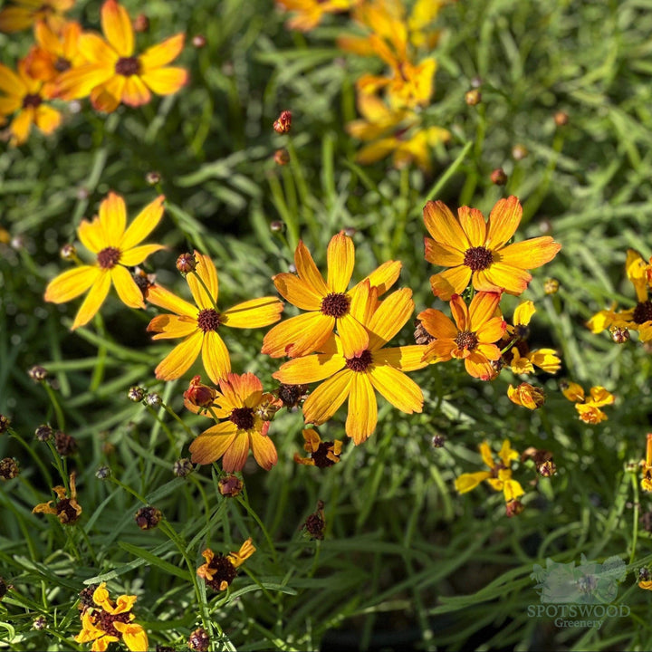 coreopsis-pt-butter-rum