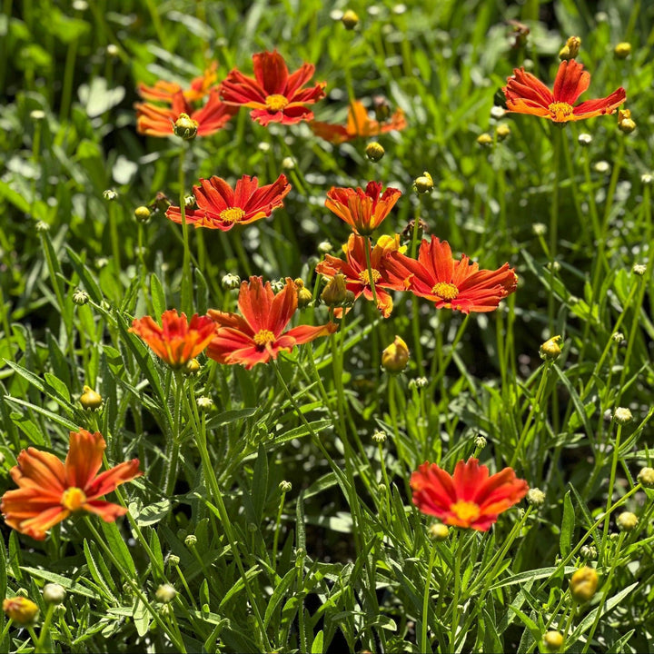 Lil Bang™ Darling Clementine Tickseed