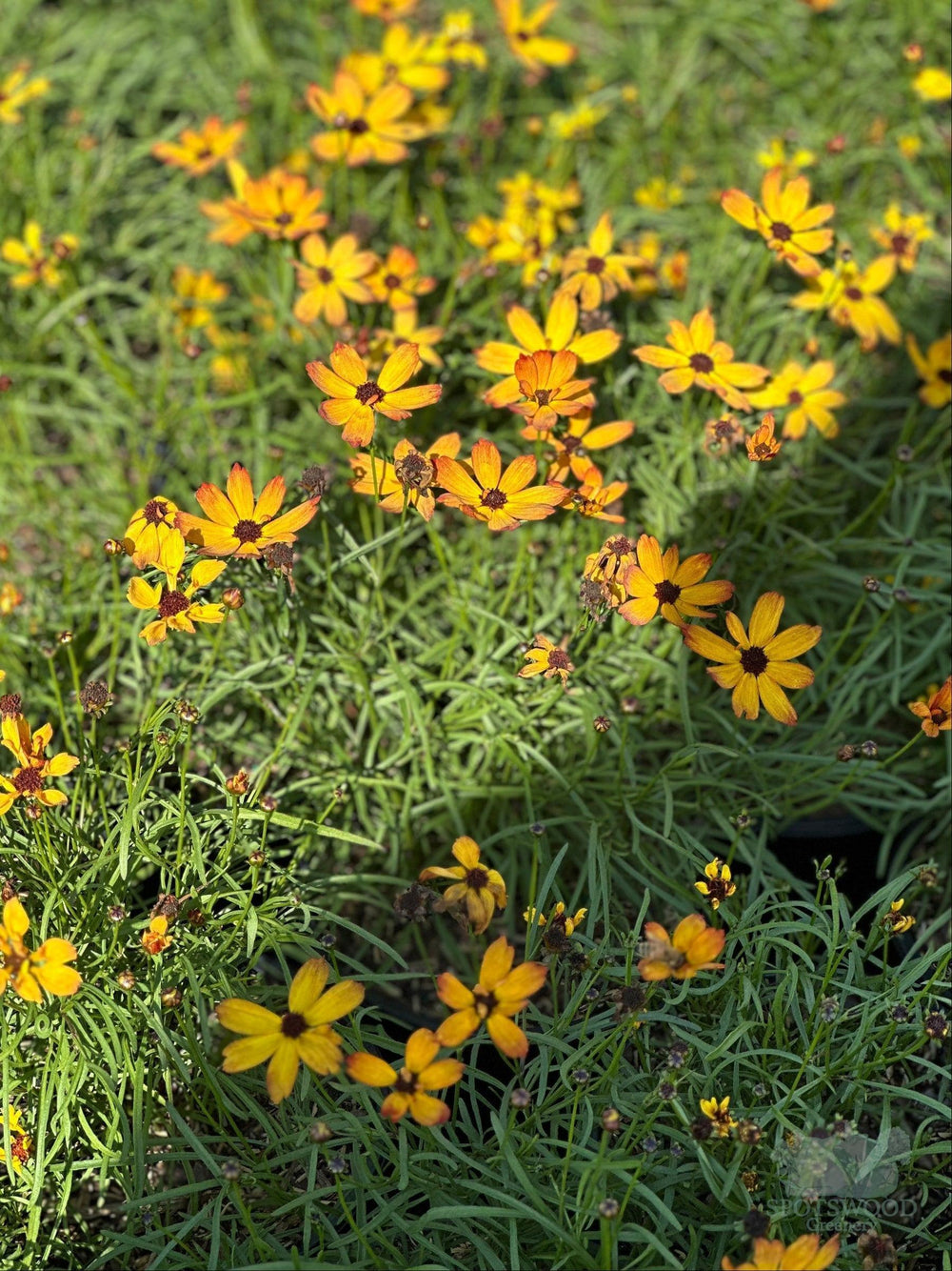 coreopsis-pt-butter-rum