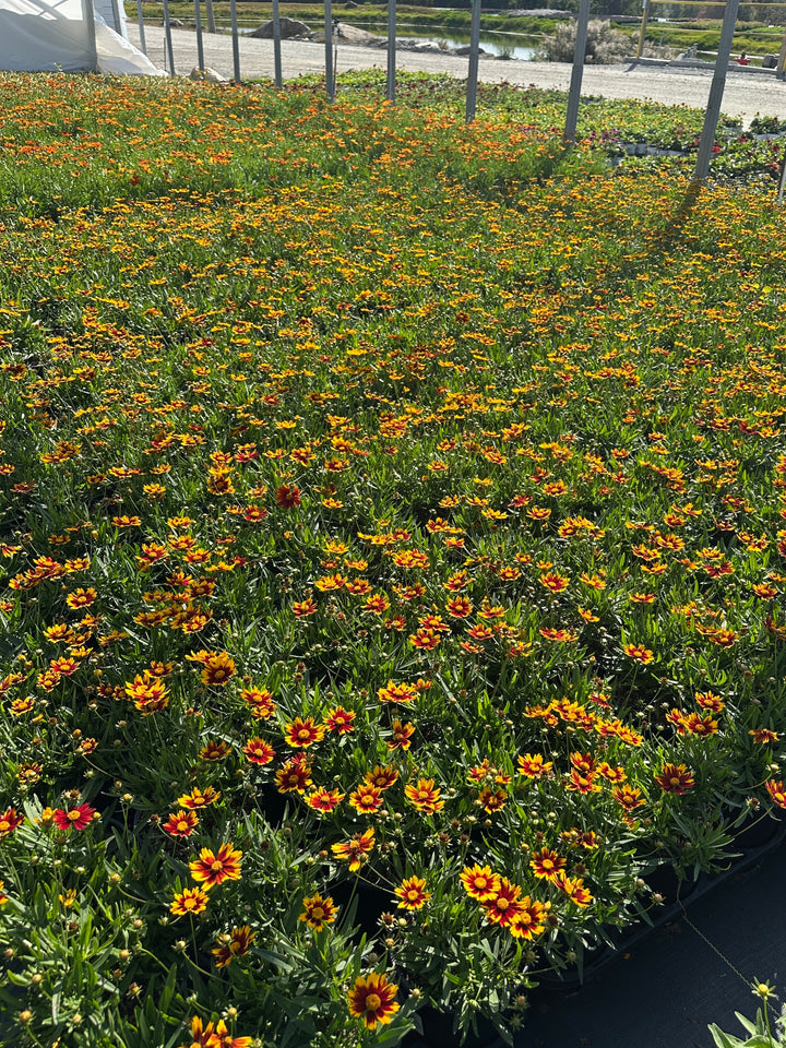 coreopsis-lil-bang-li-l-bang-daybreak