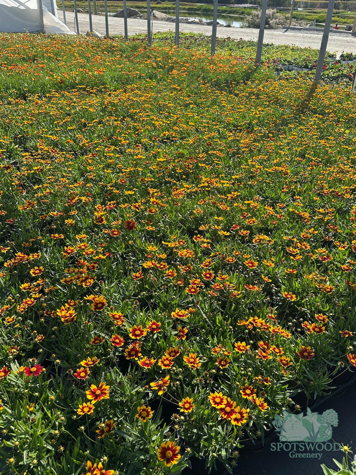 coreopsis-lil-bang-li-l-bang-daybreak