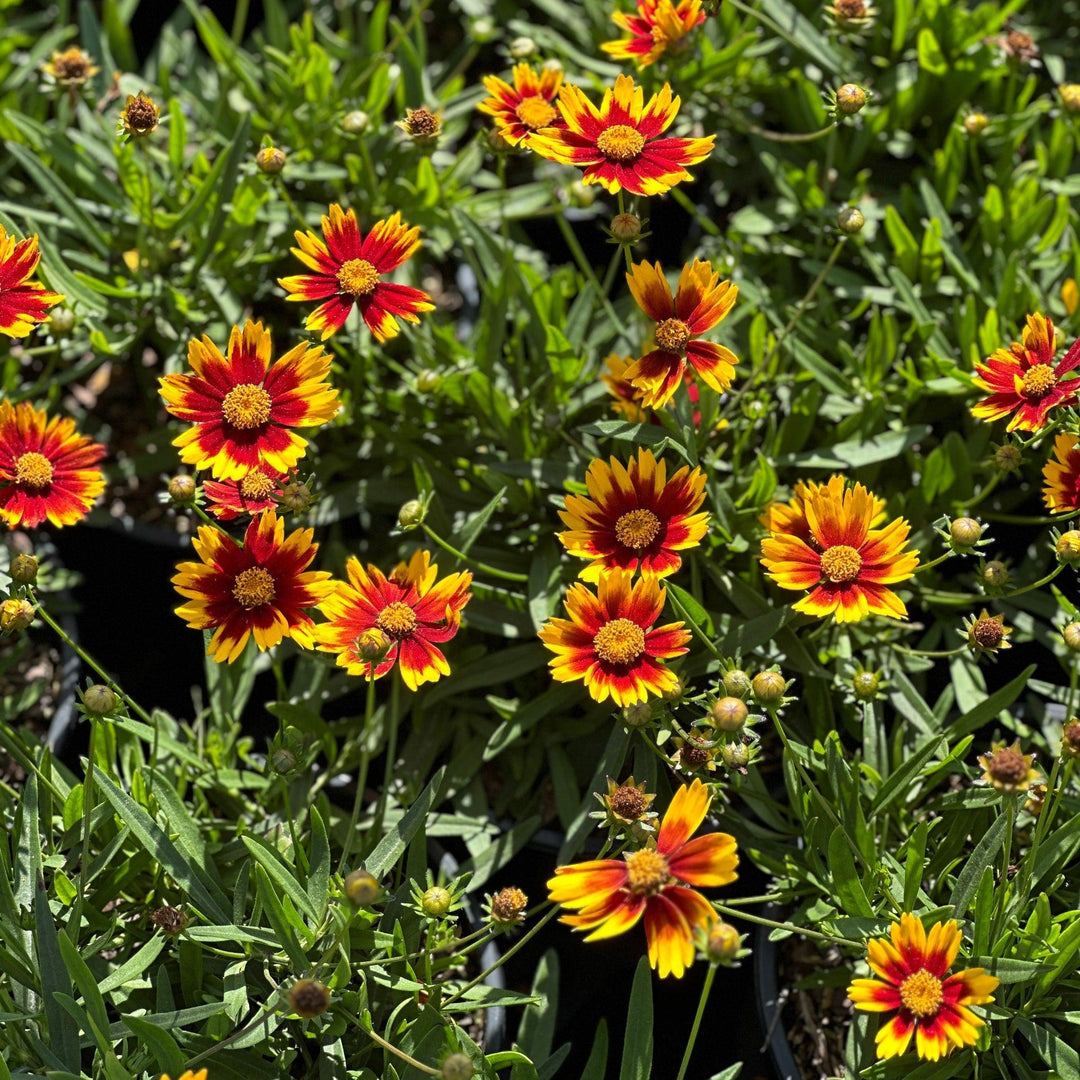 coreopsis-lil-bang-li-l-bang-daybreak