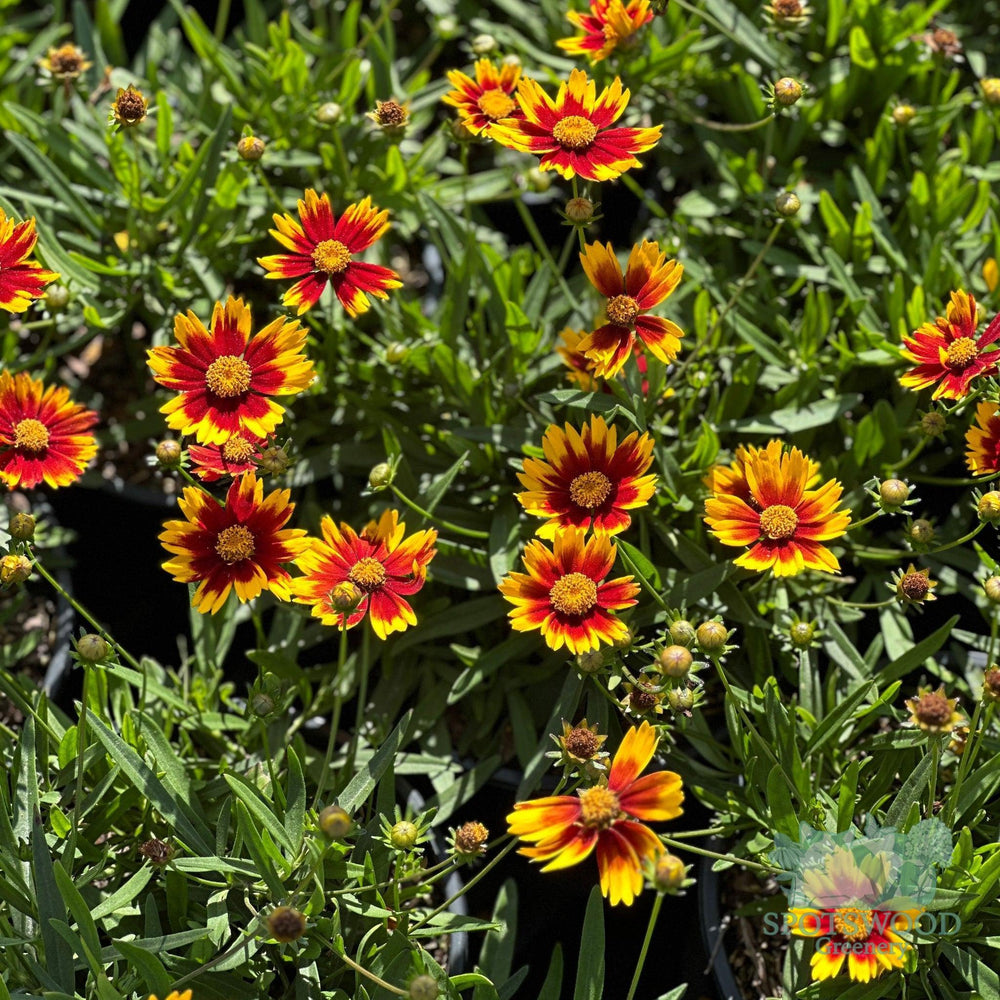 coreopsis-lil-bang-li-l-bang-daybreak