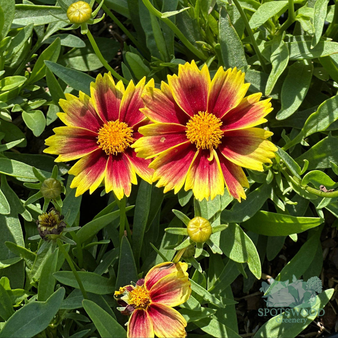 coreopsis-li-l-bang-enchanted-eve