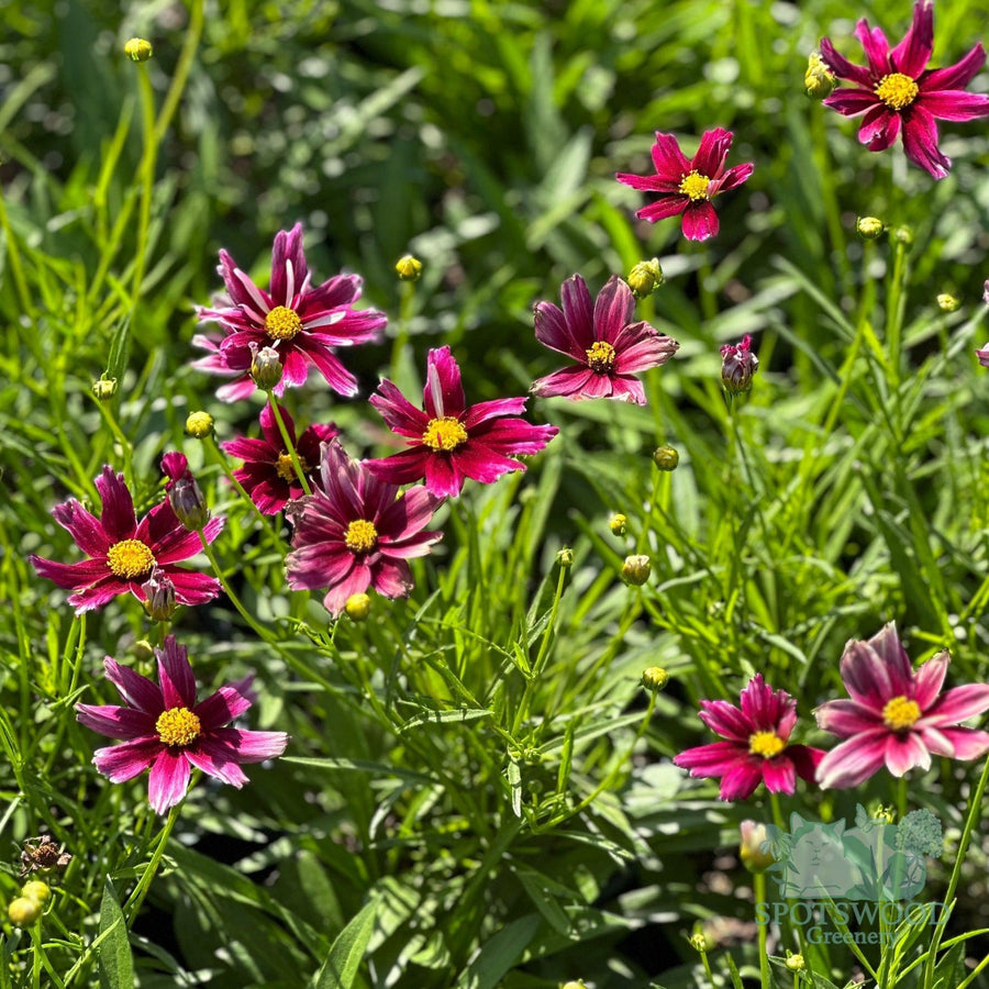 coreopsis-li-l-bang-starstruck