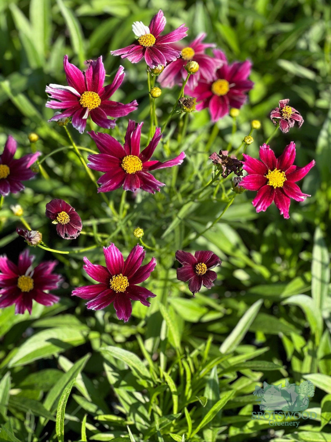 coreopsis-li-l-bang-starstruck