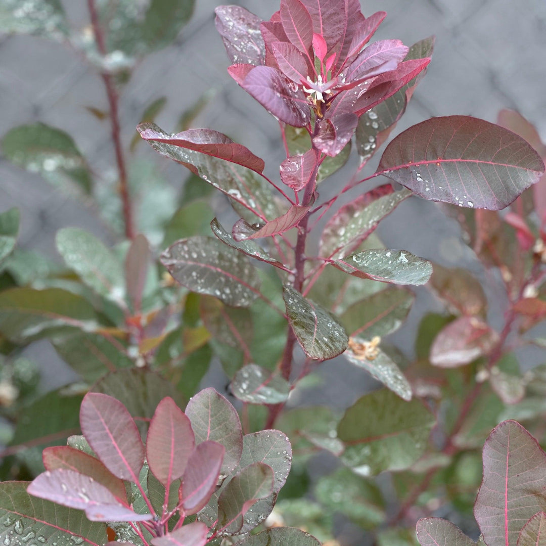 Royal Purple Smokebush