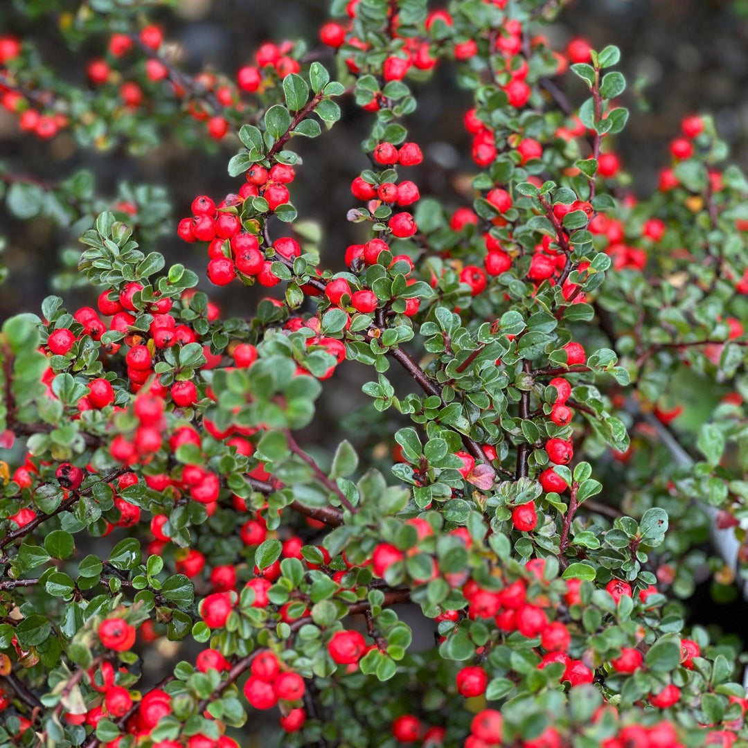 Cranberry Cotoneaster