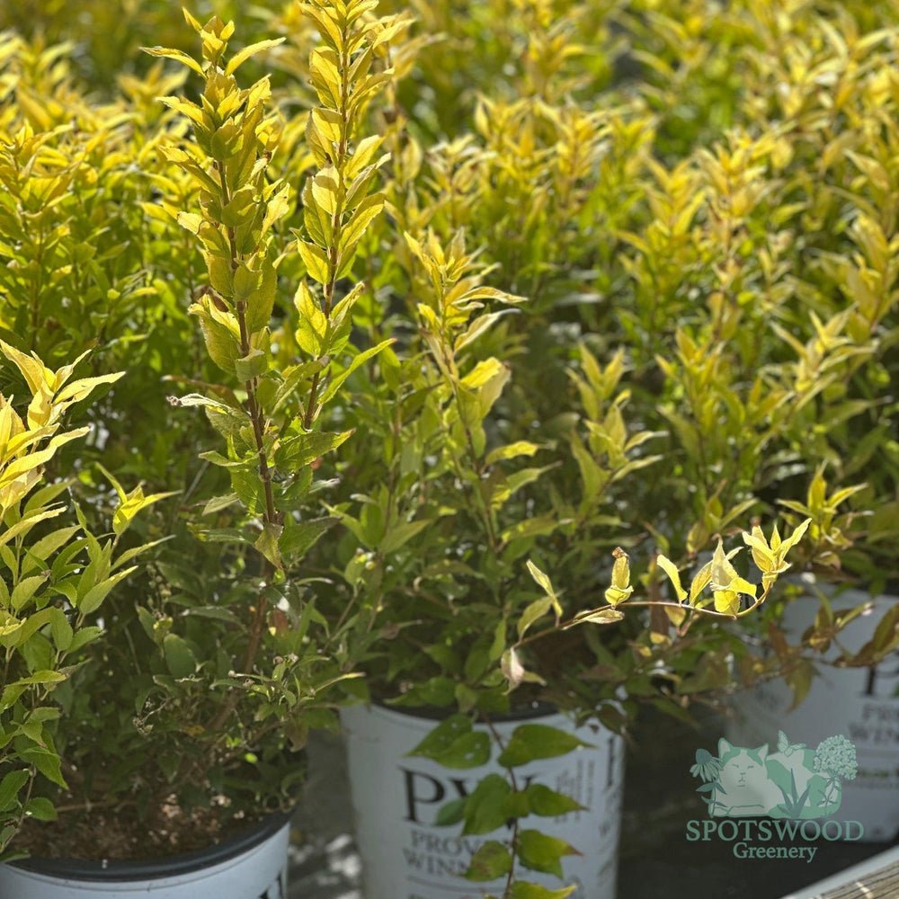 deutzia-gracilis-chardonnay-pearls